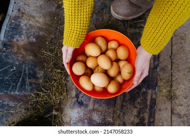 A woman's hands hold a red cup with fresh chicken eggs collected on the farm - Powered by Shutterstock