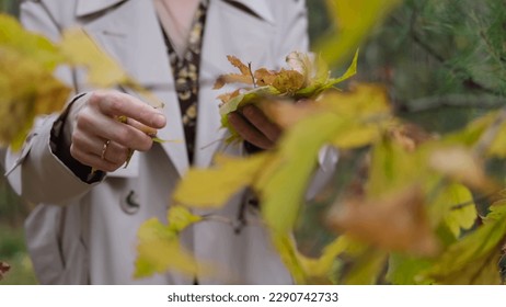 Woman's hands holding autumn leaves in autumn park. Autumn season. - Powered by Shutterstock