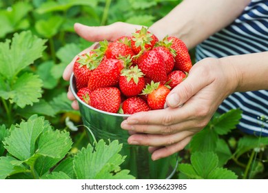 いちご狩り の画像 写真素材 ベクター画像 Shutterstock