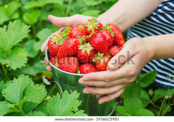 Womans hands are\
holding a bucket with freshly picked strawberries. Ripe organic\
strawberries. Harvest\
concept.