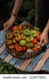 Woman's hands holding colorful ripe Fall heirloom tomatoes in rattan basket. - Shutterstock ID 2139773911