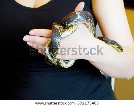 Woman's Hands Holding Common Snake. Grass Snake Natrix natrix on a human hands. Person caught a snake and holding her in the hands. The danger of being bitten by a snake. close-up horisontal image