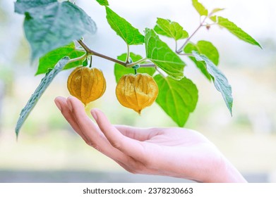 Woman's hands holding fresh cape gooseberry or physalis peruvaina fruit  - Powered by Shutterstock