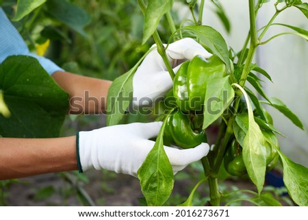 woman's hands holding fresh organic paprika on garden background. Girl picking up vegetables in the greenhouse on summer day. Healthy food concept