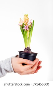 Woman's Hands Holding House Plant Hyacinth Isolated On White Background