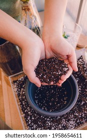 Woman's Hands Holding Substrate For Planting