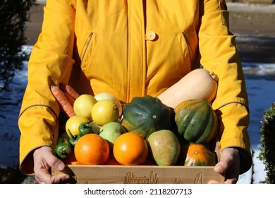 Woman's Hands Holding Wooden Crate With Fresh Organic Vegetables From Farm. Farm Share CSA Box. Winter Produce.