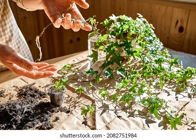 Woman's hands holding young sprig of common ivy, Hedera helix rooted in transparent glass of water. Propagation of plant from stem cutting in water.