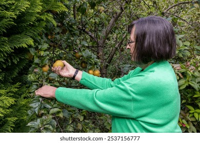 Woman's hands picking ripe Egremont Russet dessert apples from garden tree - Powered by Shutterstock