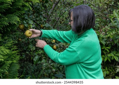 Woman's hands picking ripe Egremont Russet dessert apples from garden tree - Powered by Shutterstock