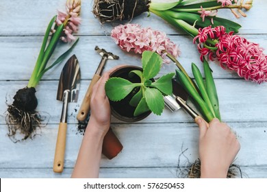 Woman's Hands Planting Spring Flowers 