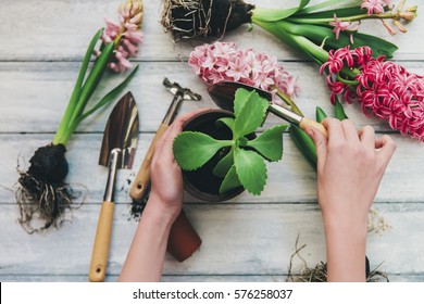 Woman's Hands Planting Spring Flowers 