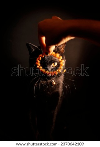 Woman's hands playing with Elegant black cat with yellow hair ties. Heartwarming relationships between people and their beloved pets. 