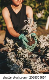 Woman's Hands Repotting Flowers Into New Modern Pot. Repotting Plant Concept.