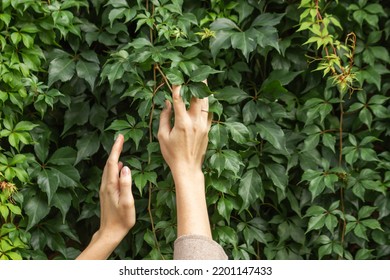 Woman's hands with ring touching branch of green wild grape leaves in the autumn garden. Walking in countryside vineyard. Cottagecore concept. Visual for content. - Powered by Shutterstock