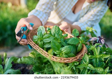 Womans hands with secateurs picking basil leaves - Powered by Shutterstock