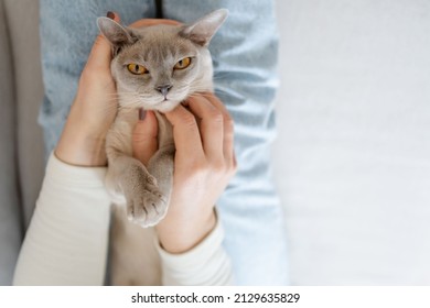 womans hands stroking cat in the room at home. Human hand care and stroking Burmese cat close up. owner hands patting funny cat with a relaxed satisfied muzzle. 