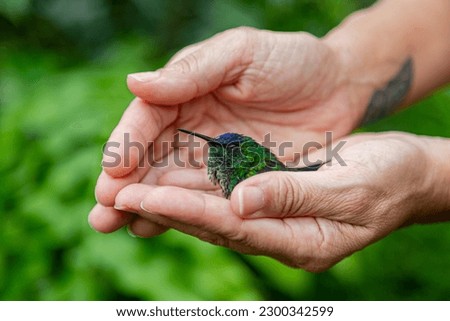 woman's hands together in a cup shape showing a baby hummingbird that is still sick in treatment, and in the background blurred green leaves