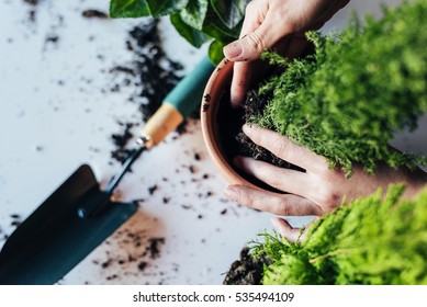 Woman's hands transplanting plant a into a new pot. - Powered by Shutterstock