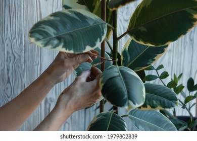 Woman's Hands Are Tying Tall Potted Plant To A Bamboo Support Stick By Thread Twines. Indoor Ficus Rubber Elastica Care On White Wooden Background With Zamioculcas. Home Gardening