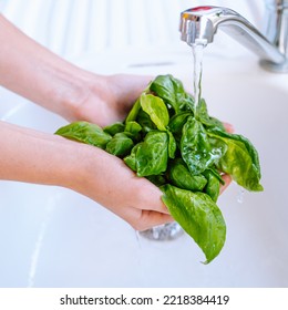 woman's hands washing basil herb leaves under running water. Fresh spicy herbs for salad, bright green color, food photography recipe idea - Powered by Shutterstock