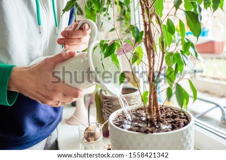 woman's hands watering plants in home. Making homework. Domestic life concept