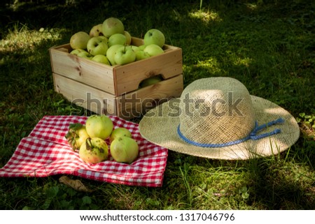 Image, Stock Photo Fresh apples in the orchard