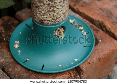 Woman's holding bird seed feeder.
Garden wild bird feeder