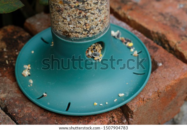 Womans Holding Bird Seed Feeder Garden Stock Photo Edit Now