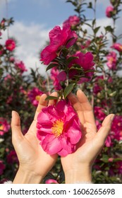 Woman's left hand delicate touch pink camellia in garden
