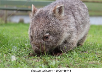 Wombat Animal Australia Cute Baby