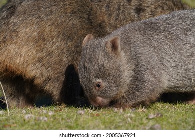 Wombat And Its Baby Feeding 