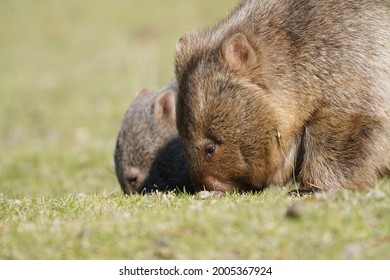 Wombat And Its Baby Feeding 