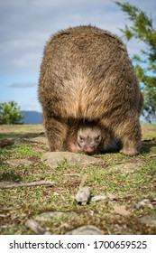 Wombat Baby In Its Pouch