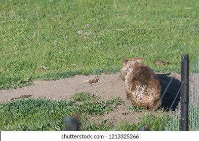 Wombat With Bad Mange Sitting Next To A Pile Of Wombat Poo At Its Burrow Entrance