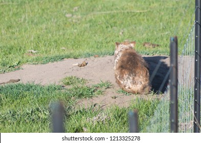 Wombat With Bad Mange Sitting Next To A Pile Of Wombat Poo At Its Burrow Entrance