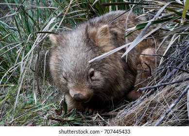 Wombat Blue Mountain National Park Australia Stock Photo 707445424 ...