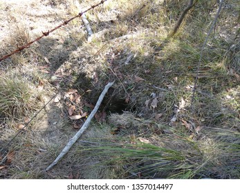 Wombat Burrow In Australian Bush