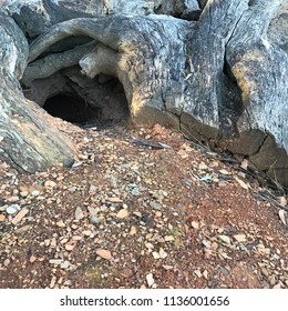 Wombat Burrow In Old Tree Stumps