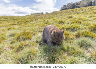 Wombat Cradle Mountain