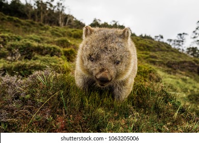 Wombat At Cradle Mountain, Tasmania