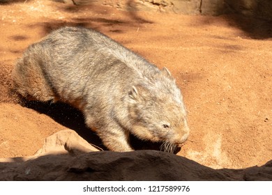 A Wombat Digging In Australia