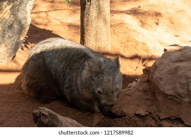 A Wombat Digging In Australia