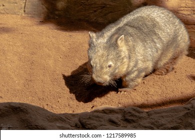 A Wombat Digging In Australia