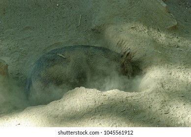 A Wombat Digging A Hole In A Holding Pen At The Zoo On A Sunny Day