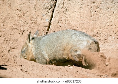 The Wombat Is Digging A Hole To Rest In