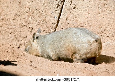 The Wombat Is Digging A Hole To Rest In