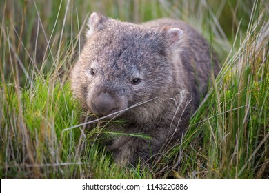 Wombat Eating Grass