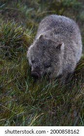 Wombat Eating In The Grass