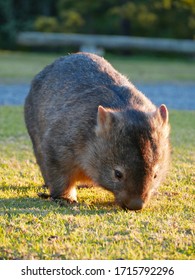 Wombat Eating Grass In The Sun.